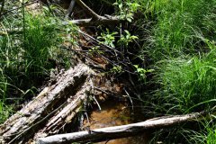 Nr.-621-Wasserzulauf-im-Engelammsholz