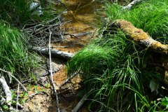 Nr.-622-Wasserzulauf-Engelmannsteich