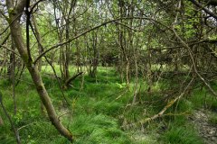 Nr.-644-Engelmannsholz-Wasserzulauf