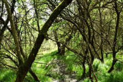 Nr.-645-Wasserzulauf-Engelmannsteich