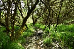 Nr.-646-Engelmannsholz-Wasserzulauf