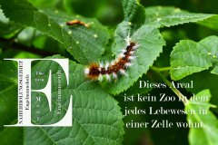 Nr.-650-Lebewesen-des-Naherholungsgebietes-Engelmannsholz