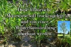 Nr.-662-Sumpfwiese-mit-Kreuz