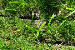 Nr.-664-Sumpfwiese-am-Egnelmannsteich
