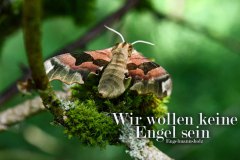 Nr.-668-Nachtfalter-Engelmannsholz