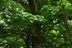 Nr.-676-Lindenbaum-im-Engelmannsholz
