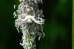 Nr.-680-Krabbenspinne-Moorwiese