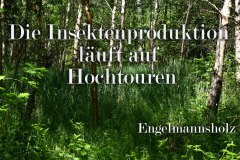 Nr.-689-Insekten-im-Engelmannsholz
