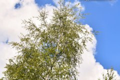 Nr.-692-Birken-im-Engelmannsholz