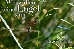 Nr.-699-Paarungsrad-Libellen