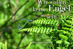 Nr.-700-Libellen-im-Engelmannsholz