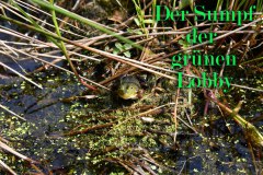 Nr.-701-Die-Gruene-Lobby