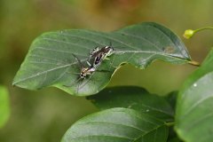Nr.-707-Insekten-bei-der-Paarung