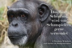 Nr.-717-Die-Schoepfung