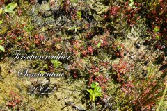 Nr.-900-Tirschenreuther-Sonnentau