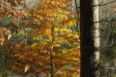Nr.-91-Wandern-im-Engelmansholz