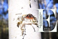 Nr.-93-Engelmannsholz-Birke