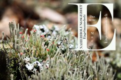 Nr.-94-Naherholungsgebiet-Engelmannsholz
