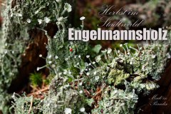 Nr.-962-Herbst-im-Engelmannsholz