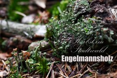 Nr.-963-Herbst-im-Engelmannsholz