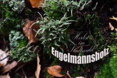 Nr.-964-Herbst-im-Stadtwald-Engelmannsholz