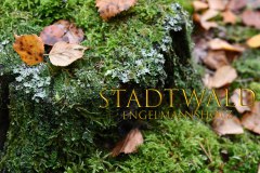 Nr.-965-Herbst-im-Engelmannsholz