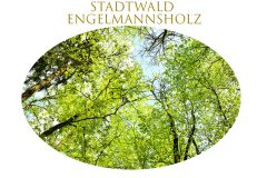 Nr.-966-Versiegelung-Engelmannsholz