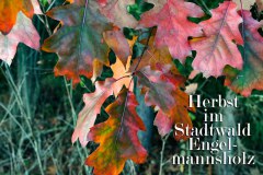 Nr.-968-Herbst-im-Engelmannsholz