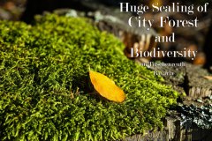 Nr.-976-Sealing-of-Biodiversity-Engelmannsholz-1