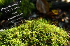 Nr.-981-Sealing-of-Biodiversity-Engelmannsholz