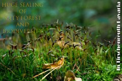Nr.-984-Sealing-of-Engelmannsholz
