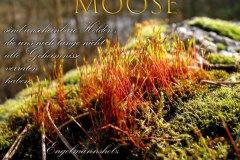Nr.-995-Moose-die-Helden-vom-Engelmannsholz