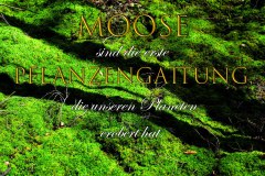 Nr.-996-Moose-im-Engelmannsholz