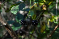 Nr-316-Brombeeren-Engelmannsholz