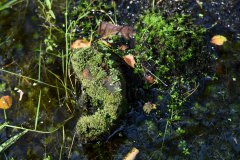 Nr.-103-Sumpf-Engelmannsteich