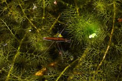 Nr.-105-Wasserlaefer-auf