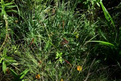 Nr.-106-4-Libellen-Engelmannsteich