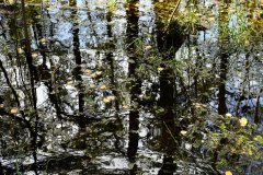 Nr.-107-Wasserspiegelungen-Engelmannsteich