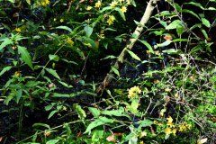 Nr.-108-Sumpf-Engelmannsteich