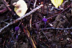 Nr.-11-Violetter-Lacktrichterling-Engelmannsteich