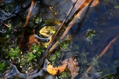Nr.-111-Frosch-Engelmannsteich