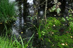 Nr.-112-Sumpf-Engelmannsteich