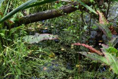 Nr.-113-Sumpf-Engelmannsteich