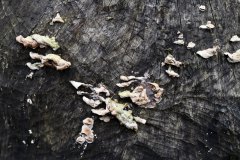 Nr.-115-Abgefressener-Baumstumpf-Engelmannsteich-Pilze