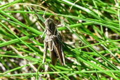Nr.-116-Heuschrecke-Engelmannsteich