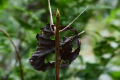 Nr.-117-Wegweiser-fuer-Insekten-Engelmannsteich