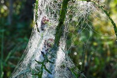 Nr.-130-Spinnennetz-Eingelmannsteich