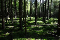 Nr.-135-Engelmannsholz