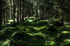 Nr.-136-Engelmannsteich