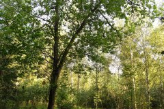 Nr.-137-Engelmannsholz-am-Engelmannsteich-in-Tirschenreuth